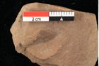 Foto (Detailansicht) von Phyllerium palaeocassiae Ettingshausen (NHMW-GEO-2024-0188-0015)